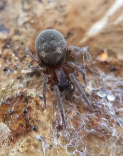 Réf. 222 855 : Amaurobius ferox